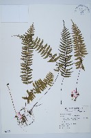 單邊鐵角蕨藏品圖，第1張