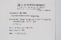 單邊鐵角蕨藏品圖，第2張