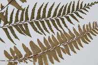 單邊鐵角蕨藏品圖，第3張