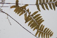 單邊鐵角蕨藏品圖，第5張