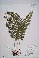 刺蕨藏品圖，第1張