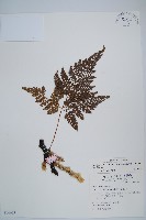 杯狀蓋陰石蕨藏品圖，第1張