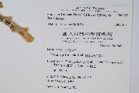 杯狀蓋陰石蕨藏品圖，第2張