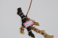 杯狀蓋陰石蕨藏品圖，第3張