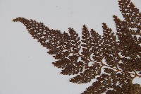 杯狀蓋陰石蕨藏品圖，第4張