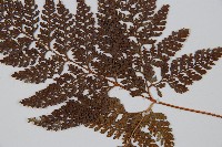 杯狀蓋陰石蕨藏品圖，第5張