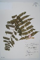 擬德氏雙蓋蕨藏品圖，第1張