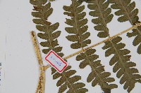 擬德氏雙蓋蕨藏品圖，第4張