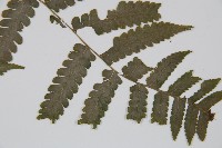 擬德氏雙蓋蕨藏品圖，第5張