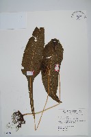 萊氏線蕨藏品圖，第1張