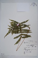 密毛毛蕨藏品圖，第1張