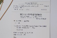 密毛毛蕨藏品圖，第2張