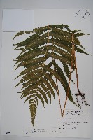 密毛毛蕨藏品圖，第1張