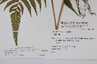 密毛毛蕨藏品圖，第2張