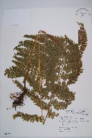 粗毛鱗蓋蕨藏品圖，第1張