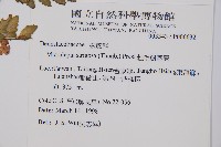 粗毛鱗蓋蕨藏品圖，第2張