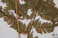 粗毛鱗蓋蕨藏品圖，第3張