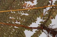 粗毛鱗蓋蕨藏品圖，第4張