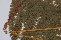 粗毛鱗蓋蕨藏品圖，第5張