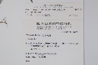 密毛毛蕨藏品圖，第2張