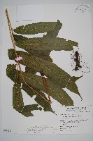 大羽葉新月蕨藏品圖，第1張