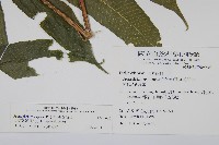 大羽葉新月蕨藏品圖，第2張