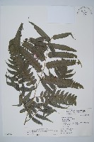 毛柄短腸蕨藏品圖，第1張