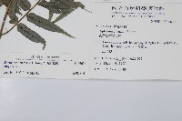 毛柄短腸蕨藏品圖，第2張