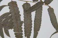 毛柄短腸蕨藏品圖，第3張