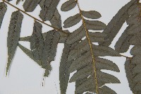 毛柄短腸蕨藏品圖，第4張