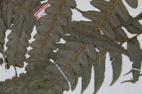 毛柄短腸蕨藏品圖，第5張
