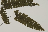 長尾鐵線蕨藏品圖，第2張