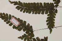 長尾鐵線蕨藏品圖，第3張