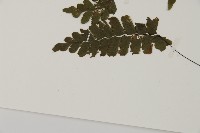 長尾鐵線蕨藏品圖，第4張