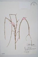 木賊藏品圖，第1張