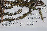 斜葉金星蕨藏品圖，第2張