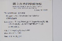 翅軸假金星蕨、短柄卵果蕨藏品圖，第2張