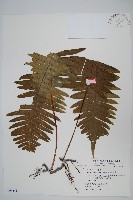 臺灣水龍骨藏品圖，第1張