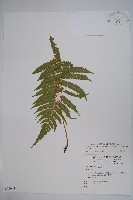 密毛毛蕨藏品圖，第1張