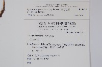 密毛毛蕨藏品圖，第2張