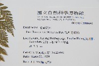 海州骨碎補藏品圖，第2張