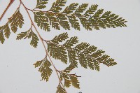 海州骨碎補藏品圖，第3張