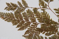 海州骨碎補藏品圖，第4張