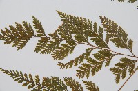 海州骨碎補藏品圖，第5張