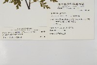 大黑柄鐵角蕨、黃鱗鐵角蕨、大羽鐵角蕨藏品圖，第2張