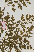 大黑柄鐵角蕨、黃鱗鐵角蕨、大羽鐵角蕨藏品圖，第3張