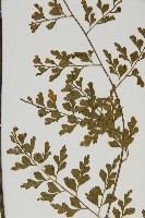 大黑柄鐵角蕨、黃鱗鐵角蕨、大羽鐵角蕨藏品圖，第4張