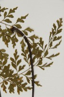 大黑柄鐵角蕨、黃鱗鐵角蕨、大羽鐵角蕨藏品圖，第5張