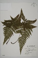 愛德氏肋毛蕨藏品圖，第1張