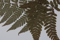 愛德氏肋毛蕨藏品圖，第2張